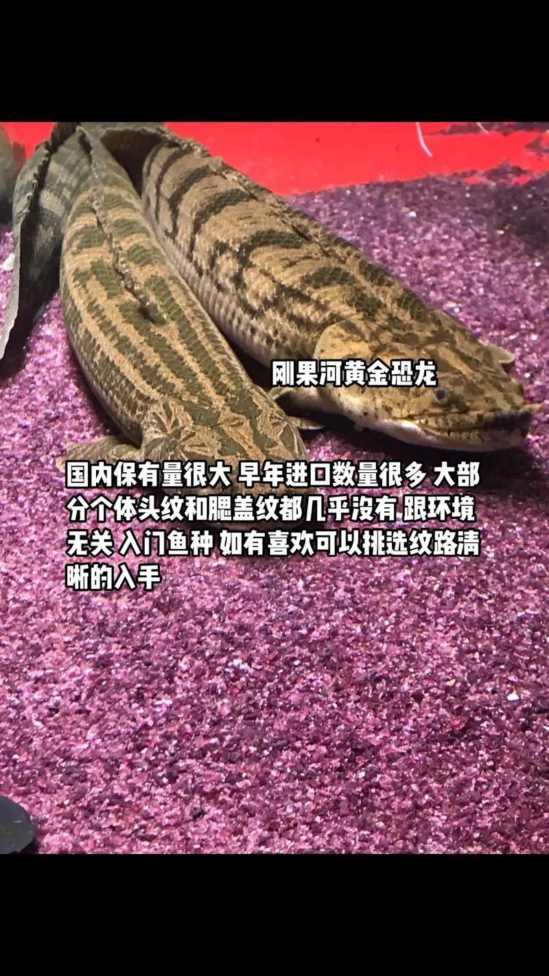 給我一些鑒別真假虎斑恐龍魚的圖片，如何鑒別真假虎斑恐龍魚