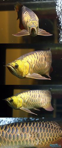 金頭過背金龍魚30cm沒滿背，金頭過背金龍魚多久能滿背