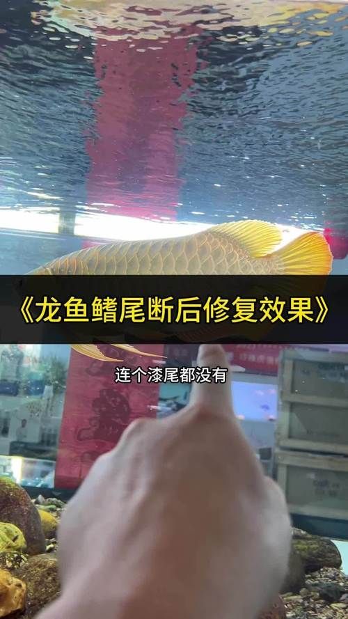 如何判斷龍魚尾巴是否完全恢復？