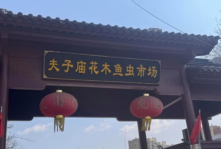 南京哪里可以買到紅龍魚？，南京紅龍魚市場和寵物市場和寵物店紅龍魚的挑選要點