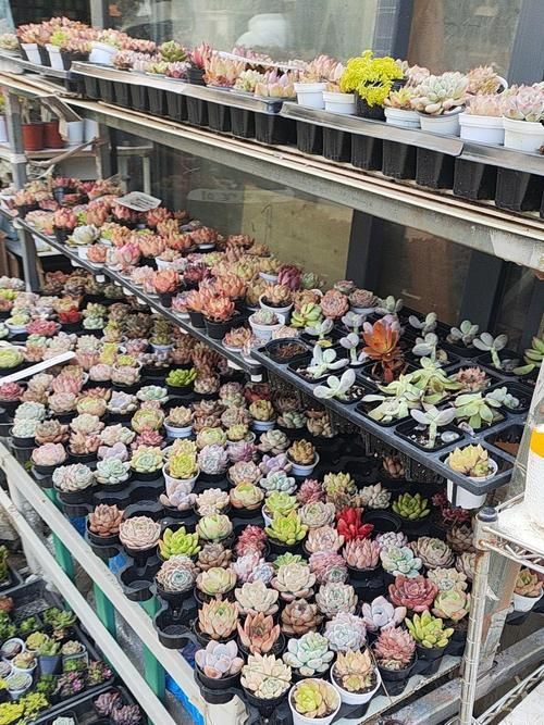 南京哪里可以買到紅龍魚？，南京紅龍魚市場和寵物市場和寵物店紅龍魚的挑選要點