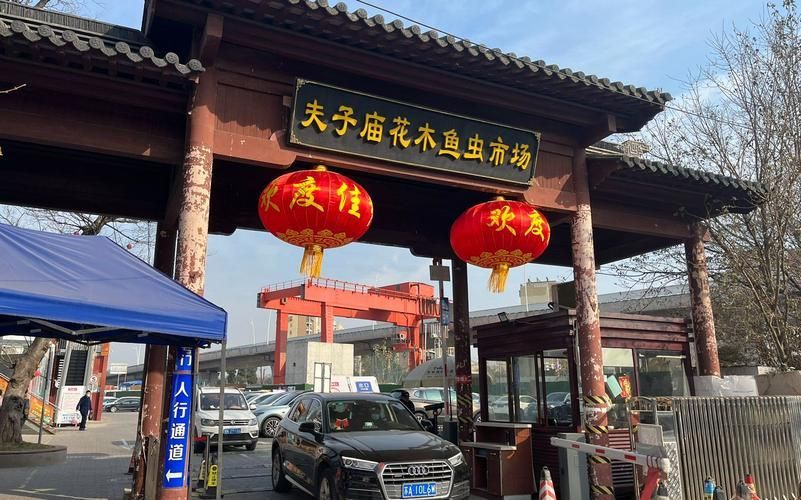 南京哪里可以買到紅龍魚？，南京紅龍魚市場和寵物市場和寵物店紅龍魚的挑選要點