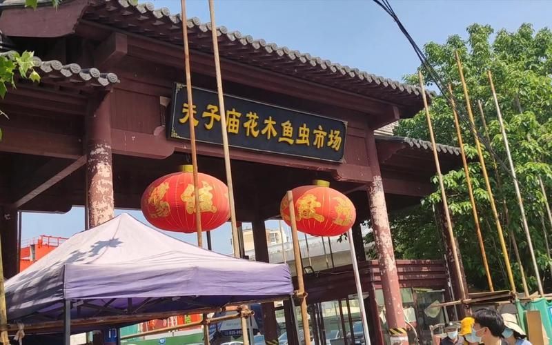 南京哪里可以買到紅龍魚？，南京紅龍魚市場和寵物市場和寵物店紅龍魚的挑選要點