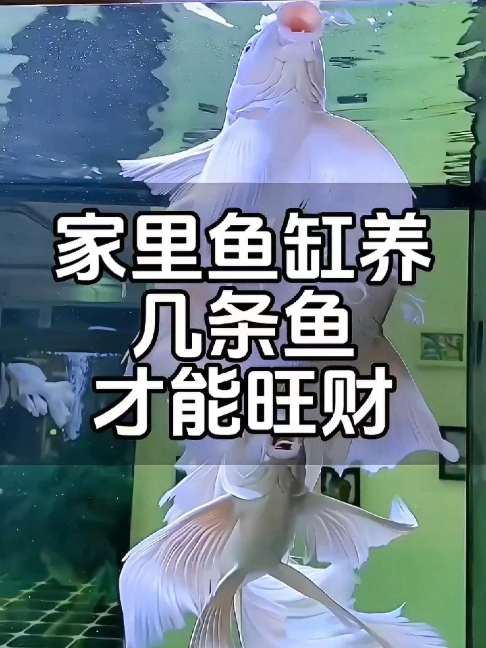 家中養魚有哪些風水講究，家中養魚有哪些風水講究四大維度為你系統解析居家養魚的風水講究