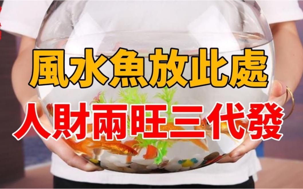 家中養(yǎng)魚有哪些風(fēng)水講究，家中養(yǎng)魚有哪些風(fēng)水講究四大維度為你系統(tǒng)解析居家養(yǎng)魚的風(fēng)水講究