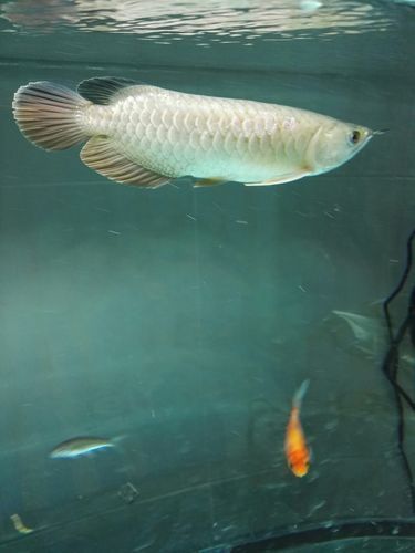 龍魚鱗片發白如何區分是生理性還是疾病因素？，龍魚食欲減退、呼吸急促、生理性發白如何區分、生理性發白