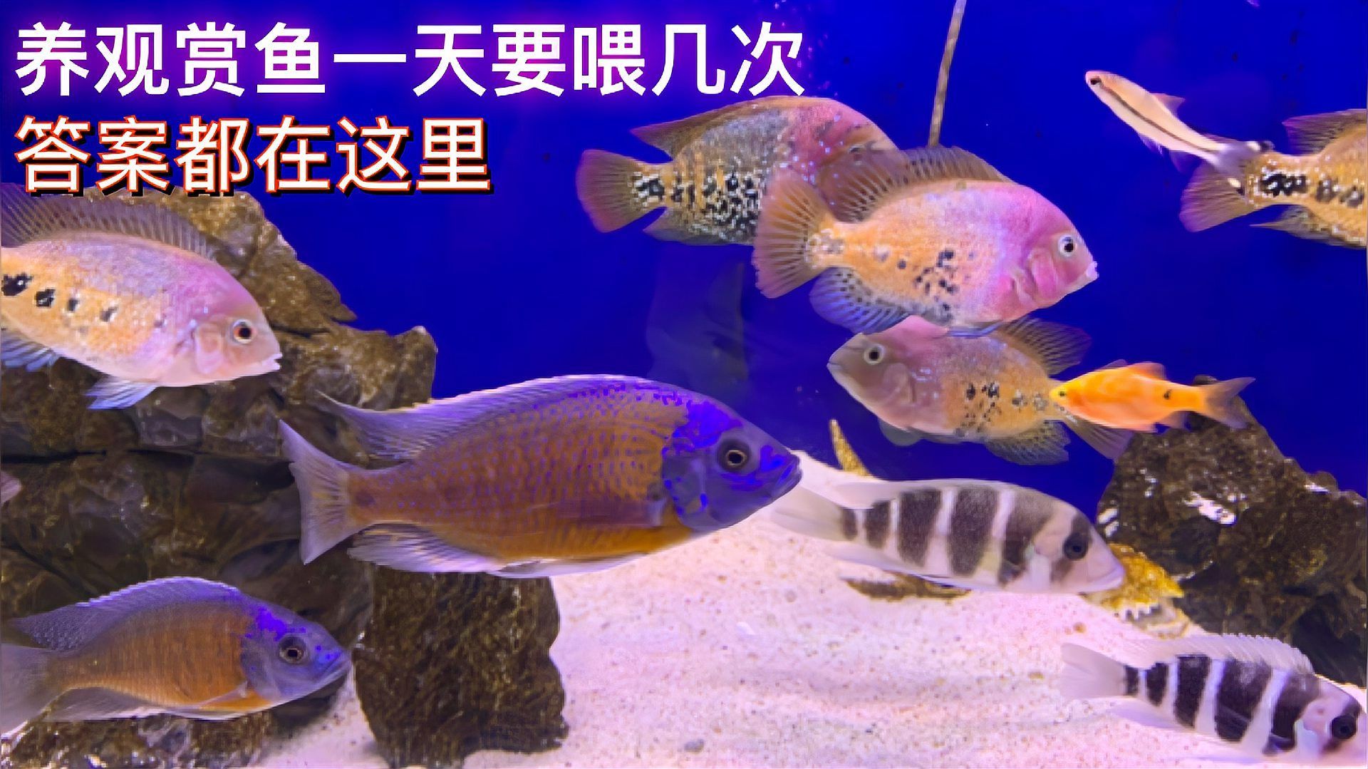 金頭過背金龍魚多久喂一次合適，金頭過背金龍魚一次喂多少合適金頭過背金龍魚的喂食頻率