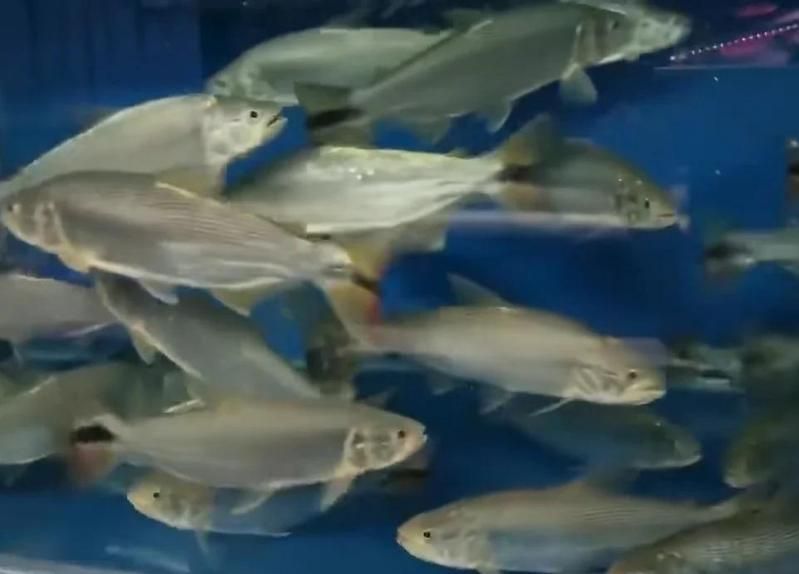 如何區分黃金河虎魚和其他魚類？，如何區分黃金河虎魚
