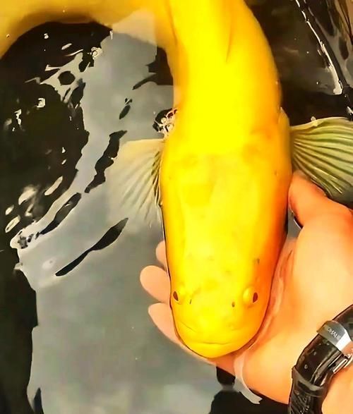 如何區分黃金河虎魚和其他魚類？，如何區分黃金河虎魚