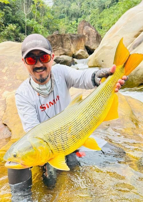 如何區分黃金河虎魚和其他魚類？，如何區分黃金河虎魚