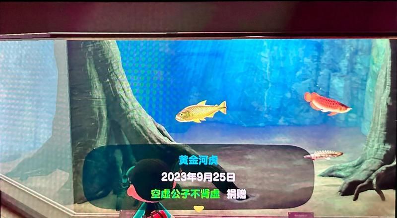 如何區分黃金河虎魚和其他魚類？，如何區分黃金河虎魚
