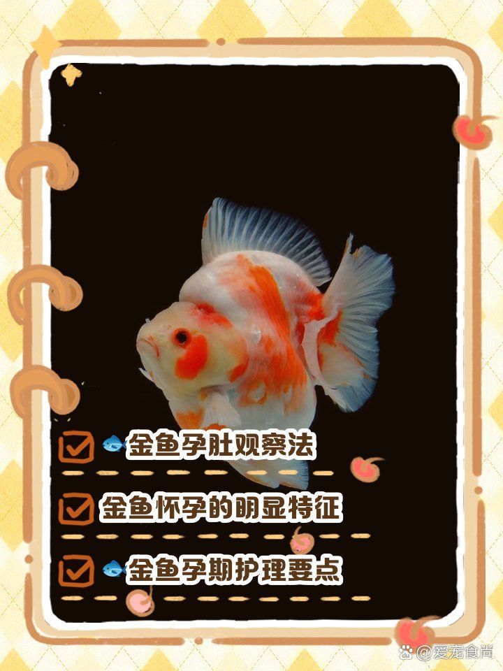 如何判斷金魚是否懷孕？，如何判斷金魚是否懷孕