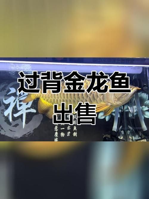 給我一些過背金龍體的圖片，紅龍魚的價格范圍是多少？
