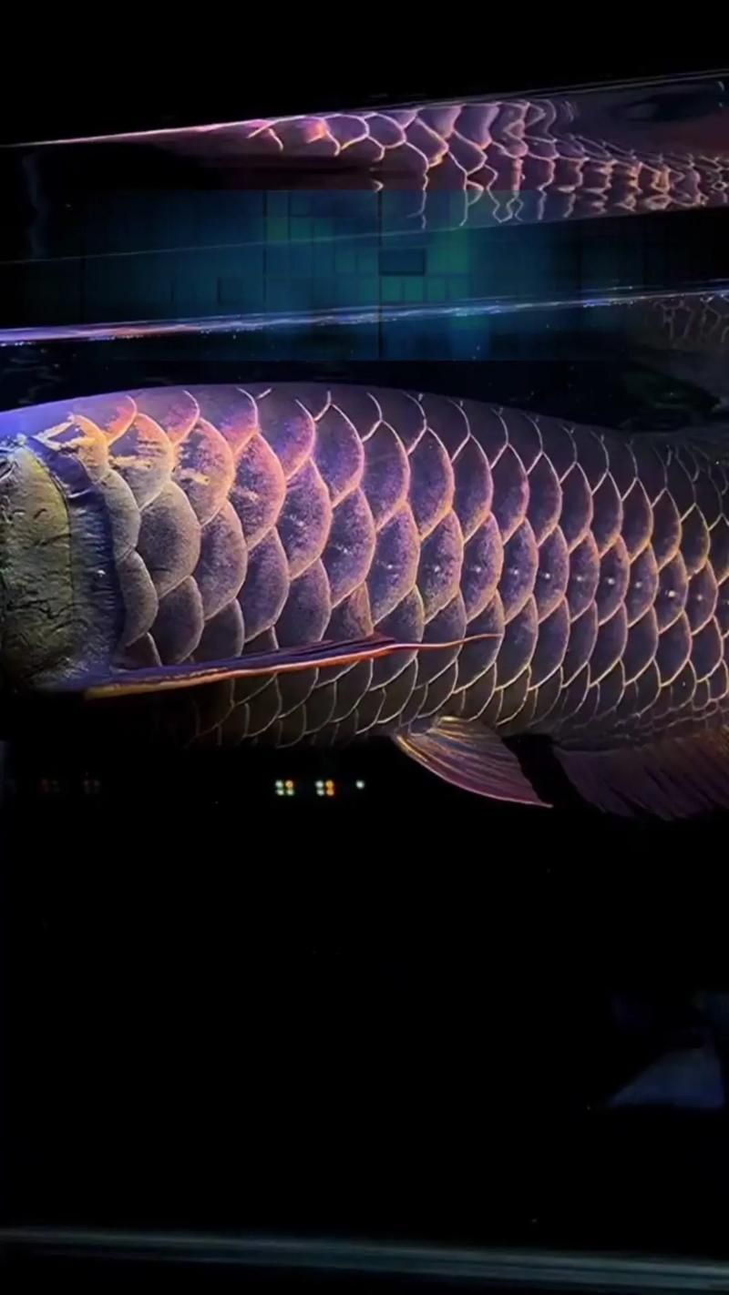 如何判斷龍魚是否營(yíng)養(yǎng)缺乏？，———權(quán)威癥狀圖譜與診斷指南