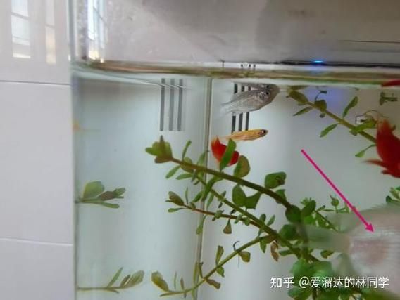 如何判斷魚是否咬傷其他魚，arxiv論文助手判斷魚是否咬傷其他魚是否咬傷其他魚