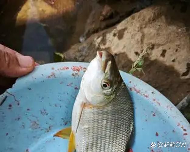 如何判斷魚是否咬傷其他魚，arxiv論文助手判斷魚是否咬傷其他魚是否咬傷其他魚