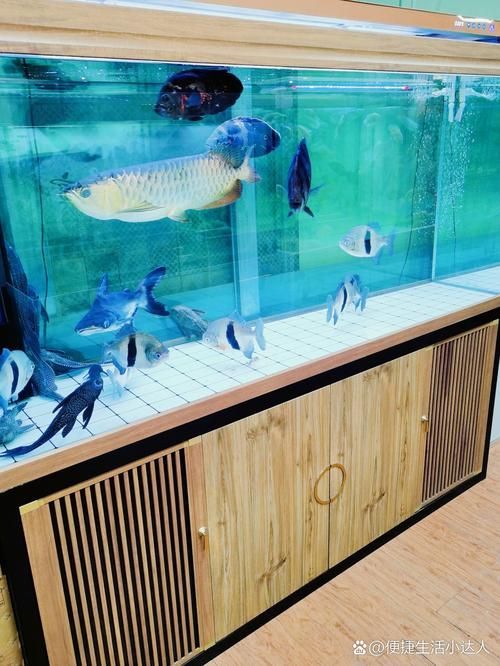 給我推薦一家適合觀賞龍魚的水族館，探索龍魚的奧秘———推薦觀賞龍魚的水族館