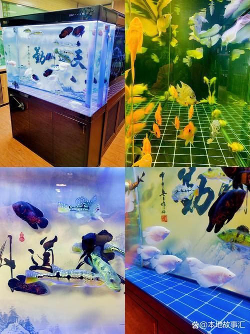 給我推薦一家適合觀賞龍魚的水族館，探索龍魚的奧秘———推薦觀賞龍魚的水族館