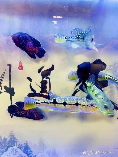 給我推薦一家適合觀賞龍魚的水族館，探索龍魚的奧秘———推薦觀賞龍魚的水族館