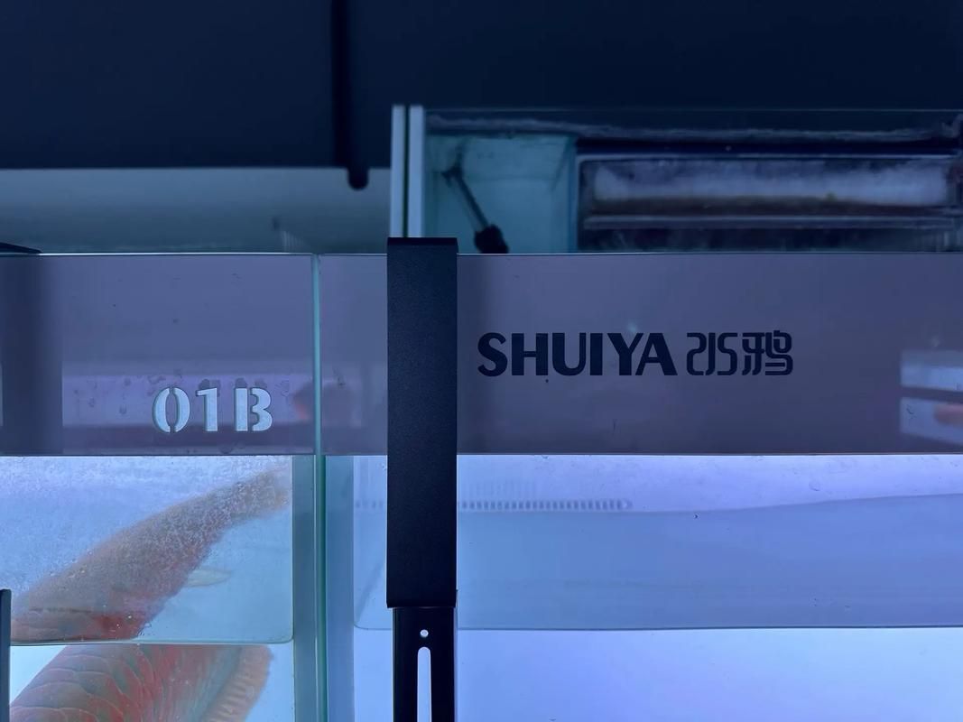 水鴨魚缸有哪些品牌推薦？，水鴨魚缸有哪些品牌值得推薦？
