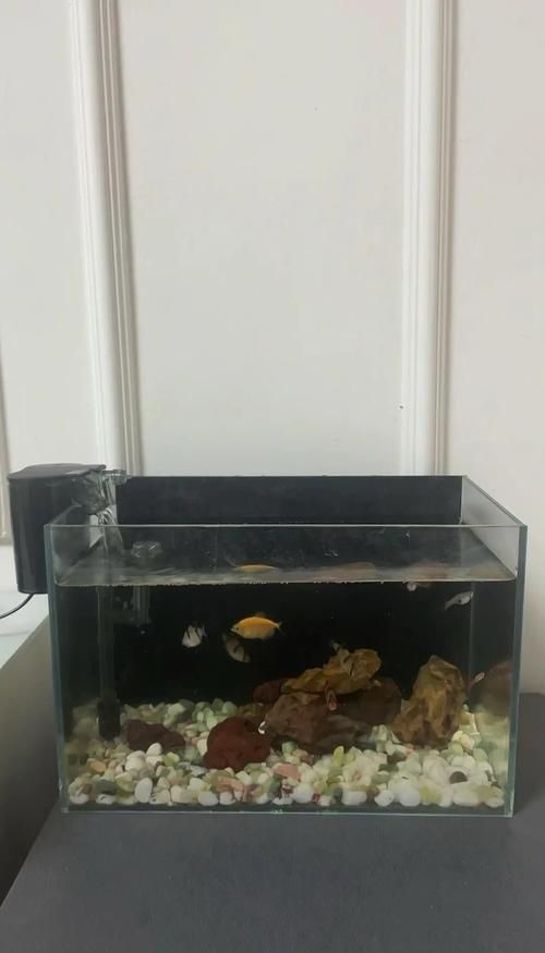 如何判斷魚類是否相容，如何判斷魚類是否相容性的魚類是否相容性的魚類相容
