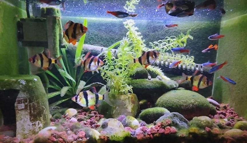 如何判斷魚類是否相容，如何判斷魚類是否相容性的魚類是否相容性的魚類相容