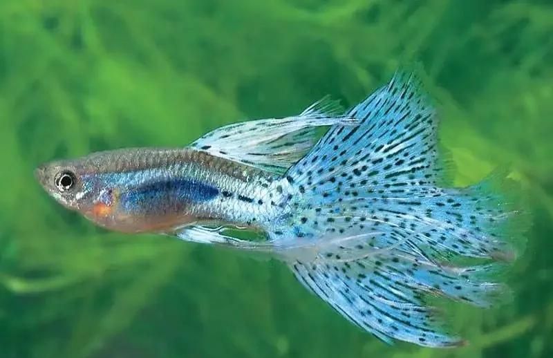 如何預防孔雀魚身上發白腐爛，孔雀魚身上發白腐爛是什么原因