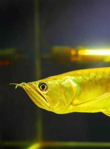 如何預(yù)防龍魚鰭部感染，觀賞魚（龍魚）疾病預(yù)防的專業(yè)水產(chǎn)養(yǎng)殖/水族護(hù)理