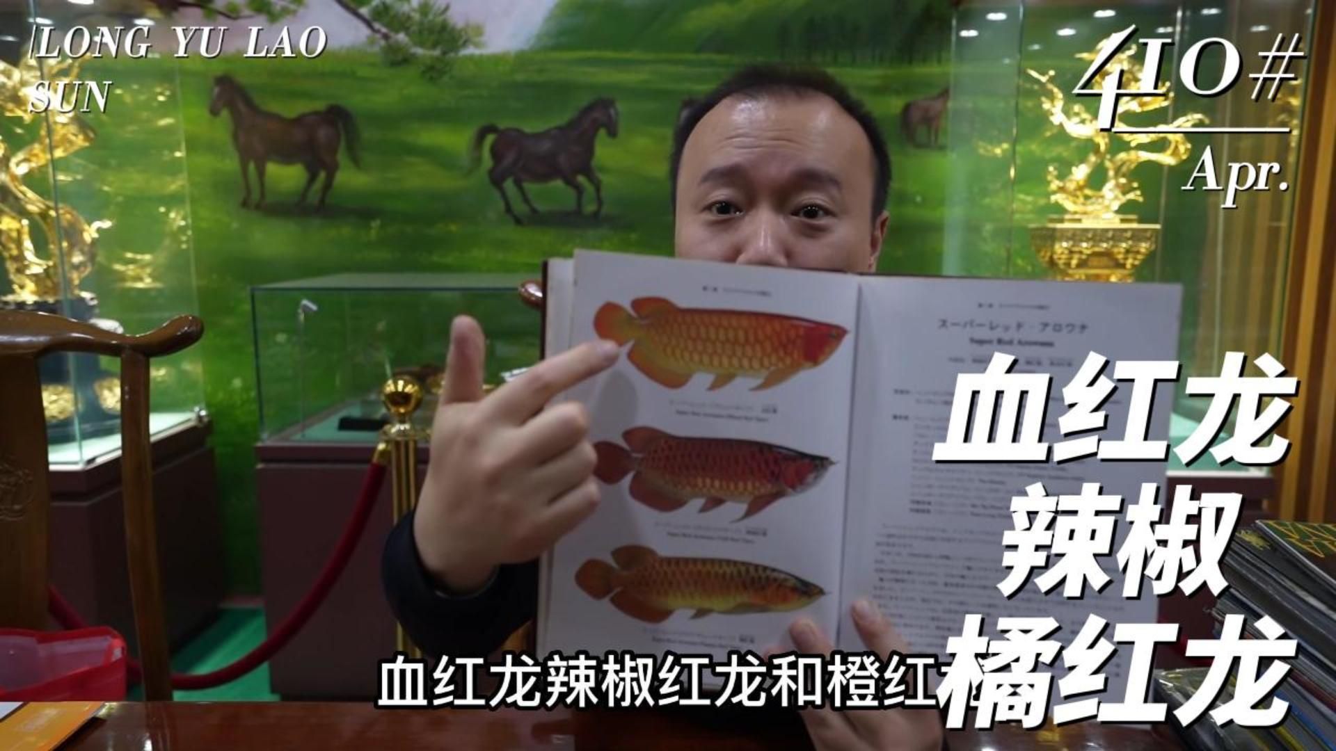 如何區分不同顏色的龍魚？，如何區分不同顏色的龍魚，