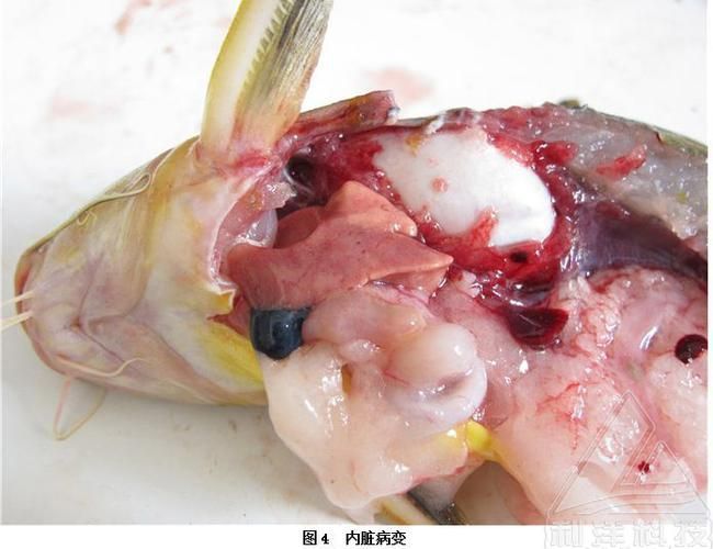 如何判斷海水魚是否感染細菌，如何判斷海水魚感染細菌