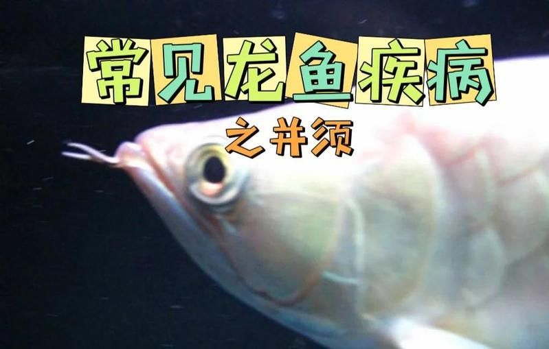 如何預(yù)防龍魚胡須再次斷裂？，如何預(yù)防新水，胡須再次斷裂？
