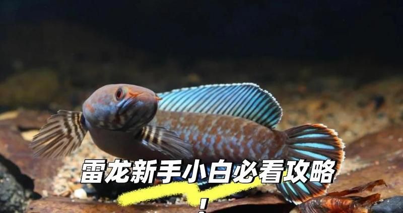 給我推薦幾款適合新手的龍魚，新手飼養與選購龍魚時，選擇適合的品種