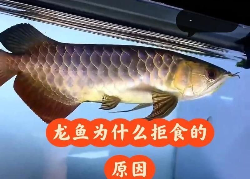 紅龍魚拒食多久會恢復正常？，紅龍魚拒食后多久會恢復正常飲食紅龍魚拒食9大原因及解決方法
