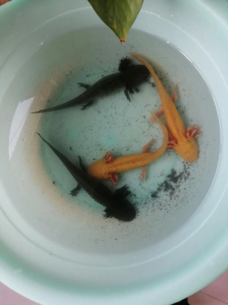 哪里可以找到四只腳的小龍魚圖片？，四只腳的小龍魚圖片