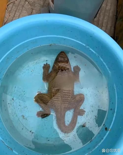 哪里可以找到四只腳的小龍魚圖片？，四只腳的小龍魚圖片