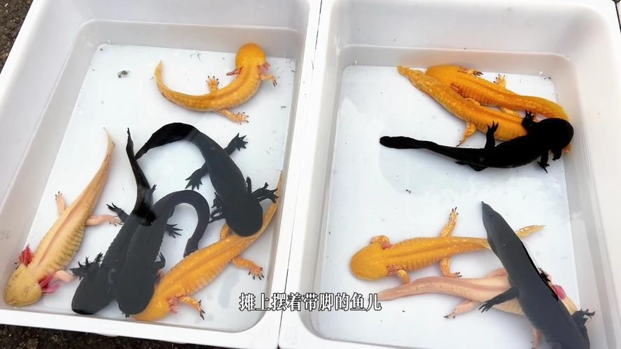 哪里可以找到四只腳的小龍魚圖片？，四只腳的小龍魚圖片