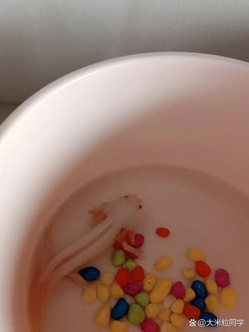 哪里可以找到四只腳的小龍魚圖片？，四只腳的小龍魚圖片