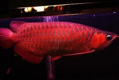 30元一斤的龍魚苗有哪些品種？，30元一斤左右的龍魚苗有哪些品種？