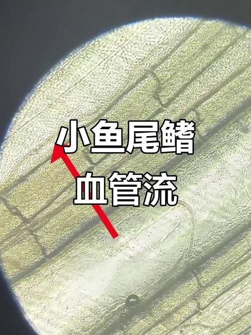 如何預防魚尾充血復發，如何預防魚尾充血