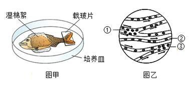 如何預防魚尾充血復發，如何預防魚尾充血