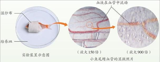 如何預防魚尾充血復發，如何預防魚尾充血