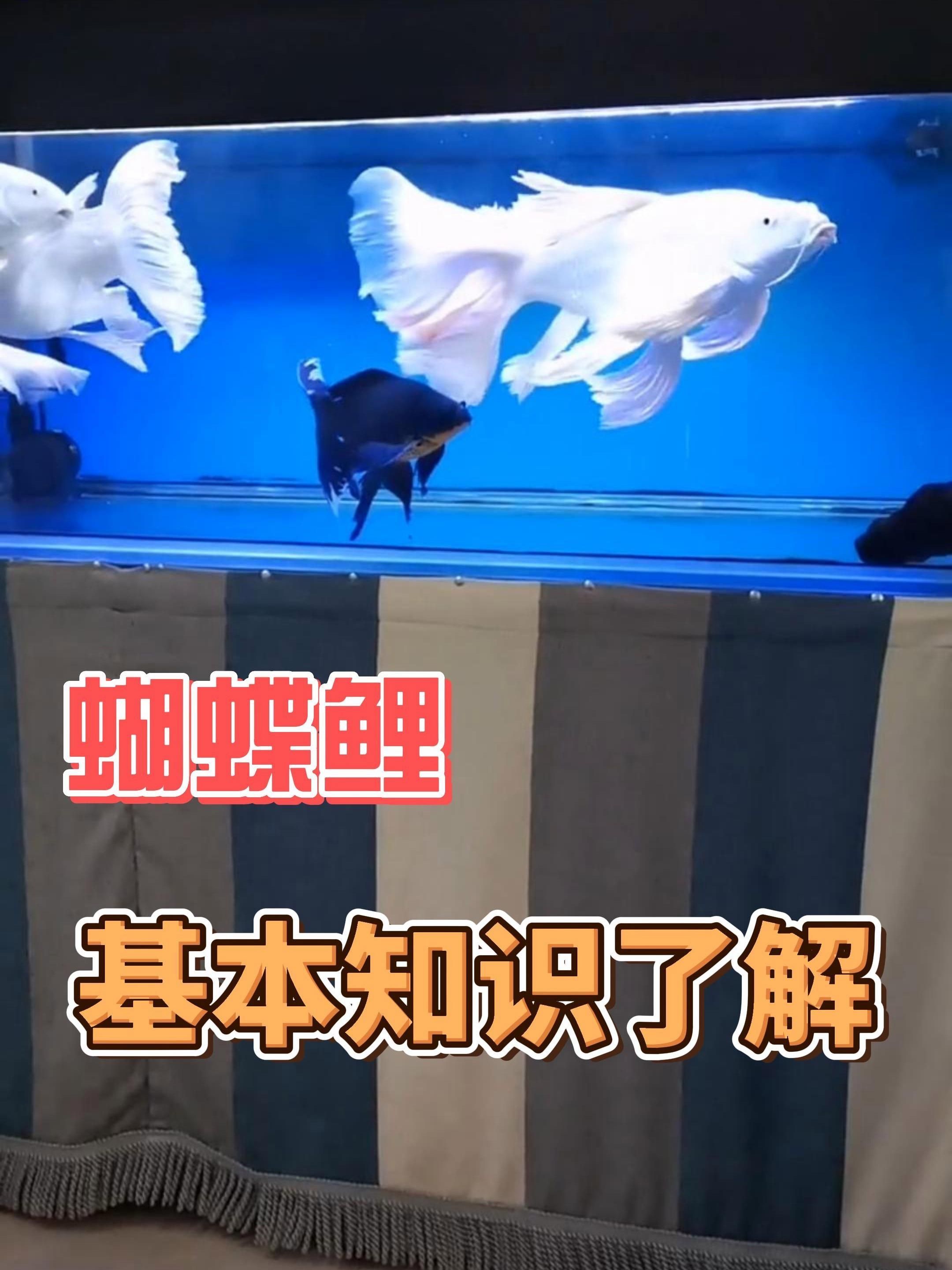 蝴蝶鯉百科，蝴蝶鯉品種盤點各有千秋暖寶寶蝴蝶鯉品種盤點