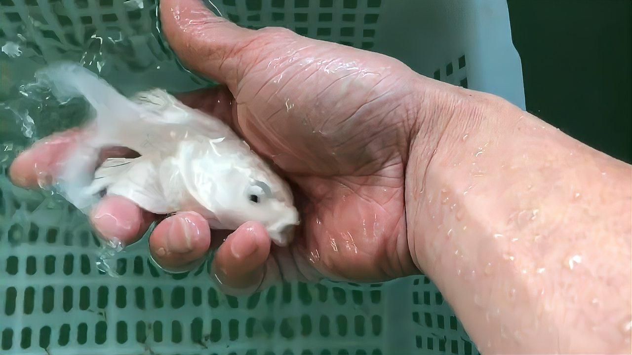 蝴蝶鯉百科，蝴蝶鯉品種盤點各有千秋暖寶寶蝴蝶鯉品種盤點