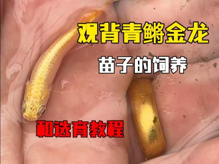 給我一些金龍魚魚苗的視頻，金龍魚從幼苗階段到成年階段的整個過程，金龍魚魚苗飼養指南