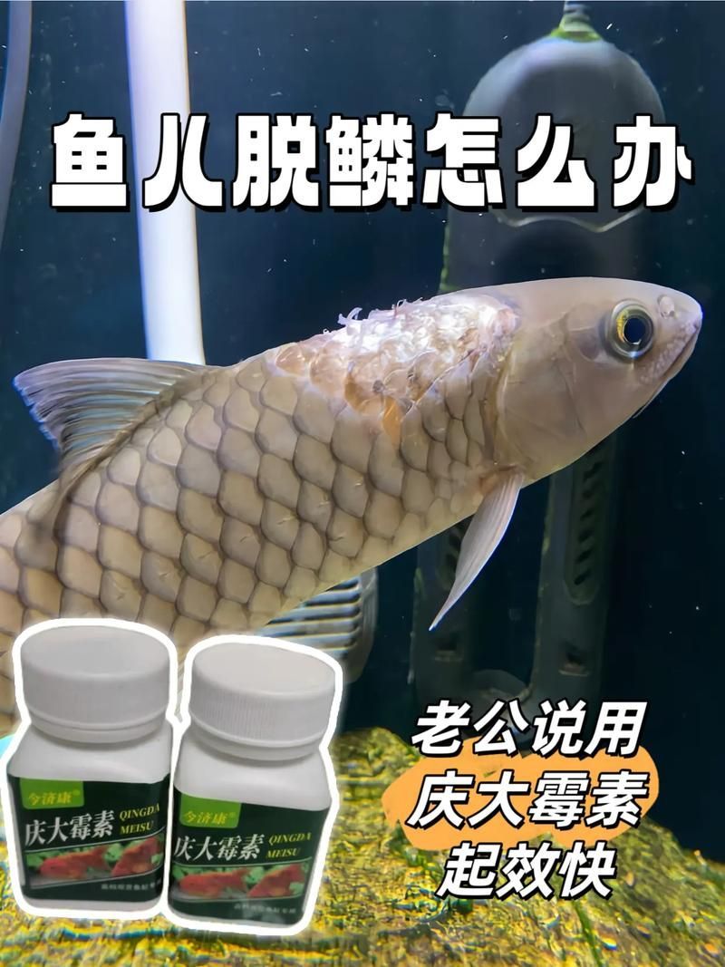 龍魚水霉病的癥狀圖片，龍魚水霉病怎么治療