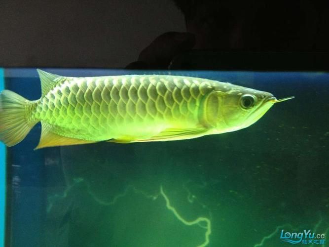 龍魚水霉病的癥狀圖片，龍魚水霉病怎么治療