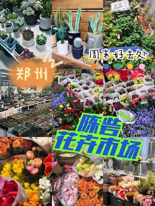 鄭州龍魚(yú)市場(chǎng)在哪里可以買到，鄭州哪里可以買到龍魚(yú)