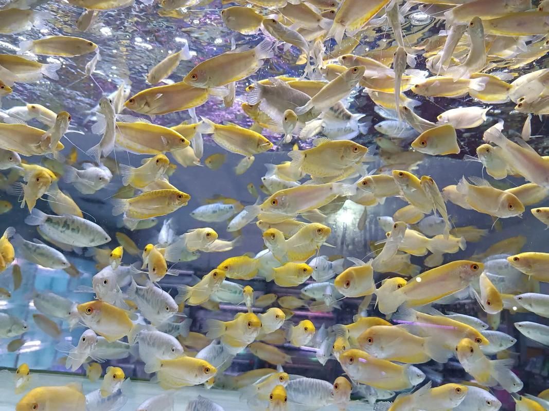 鄭州龍魚(yú)市場(chǎng)在哪里可以買到，鄭州哪里可以買到龍魚(yú)