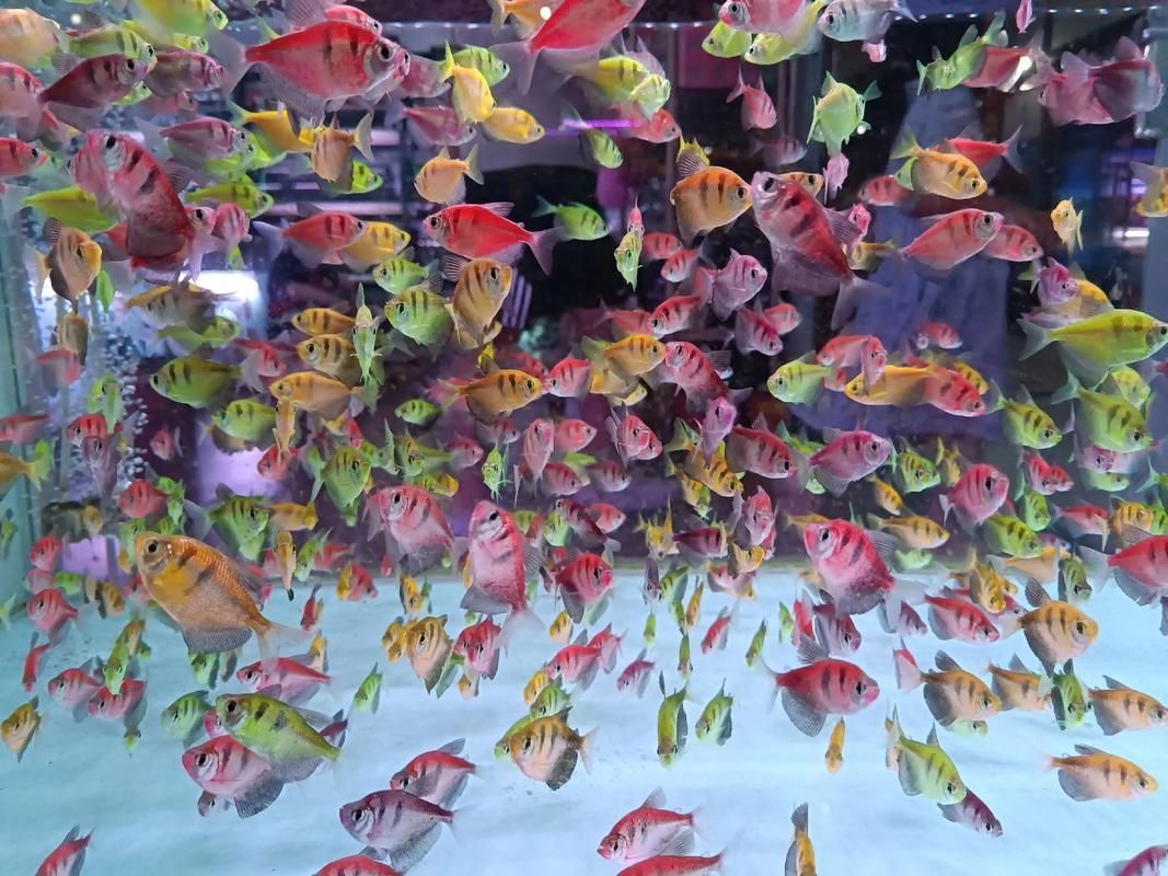 鄭州龍魚(yú)市場(chǎng)在哪里可以買到，鄭州哪里可以買到龍魚(yú)