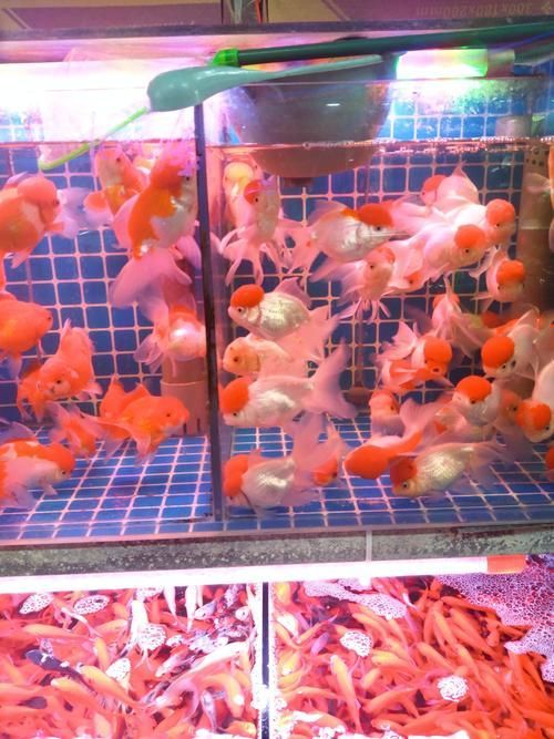 鄭州龍魚(yú)市場(chǎng)在哪里可以買到，鄭州哪里可以買到龍魚(yú)